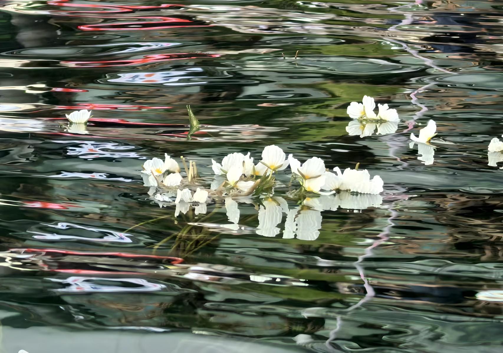 1755054057568900.jpg 1755054057568900.jpg